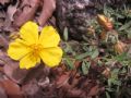 Helianthemum croceum
